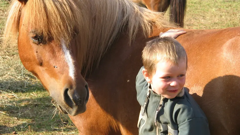 Les petits poneys