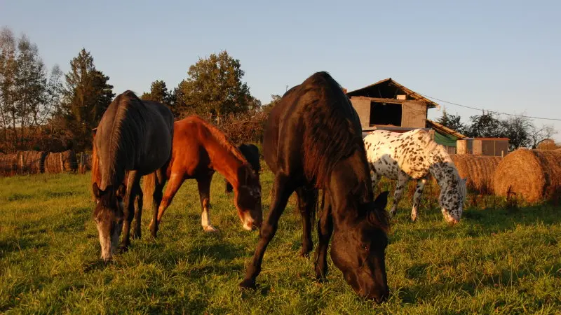 Ferme équestre de Caffoulens - Bagnac sur Célé