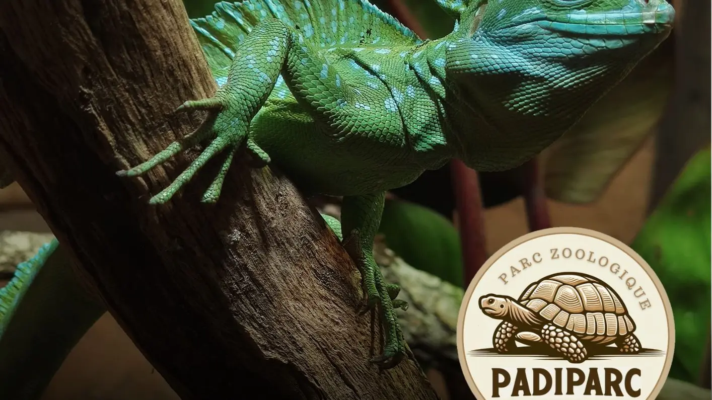 Basiliscus plumifrons