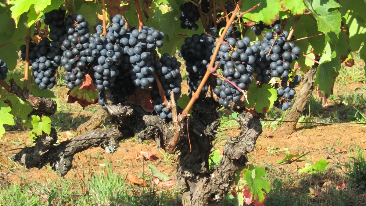 Vignoble Les Claies de Maillol