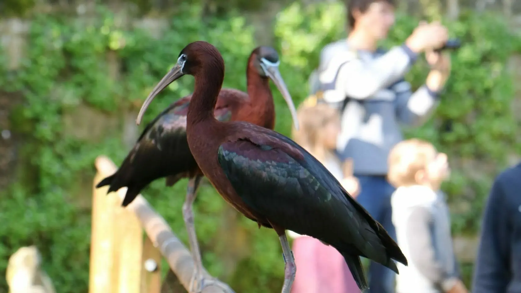 Volière d'immersion