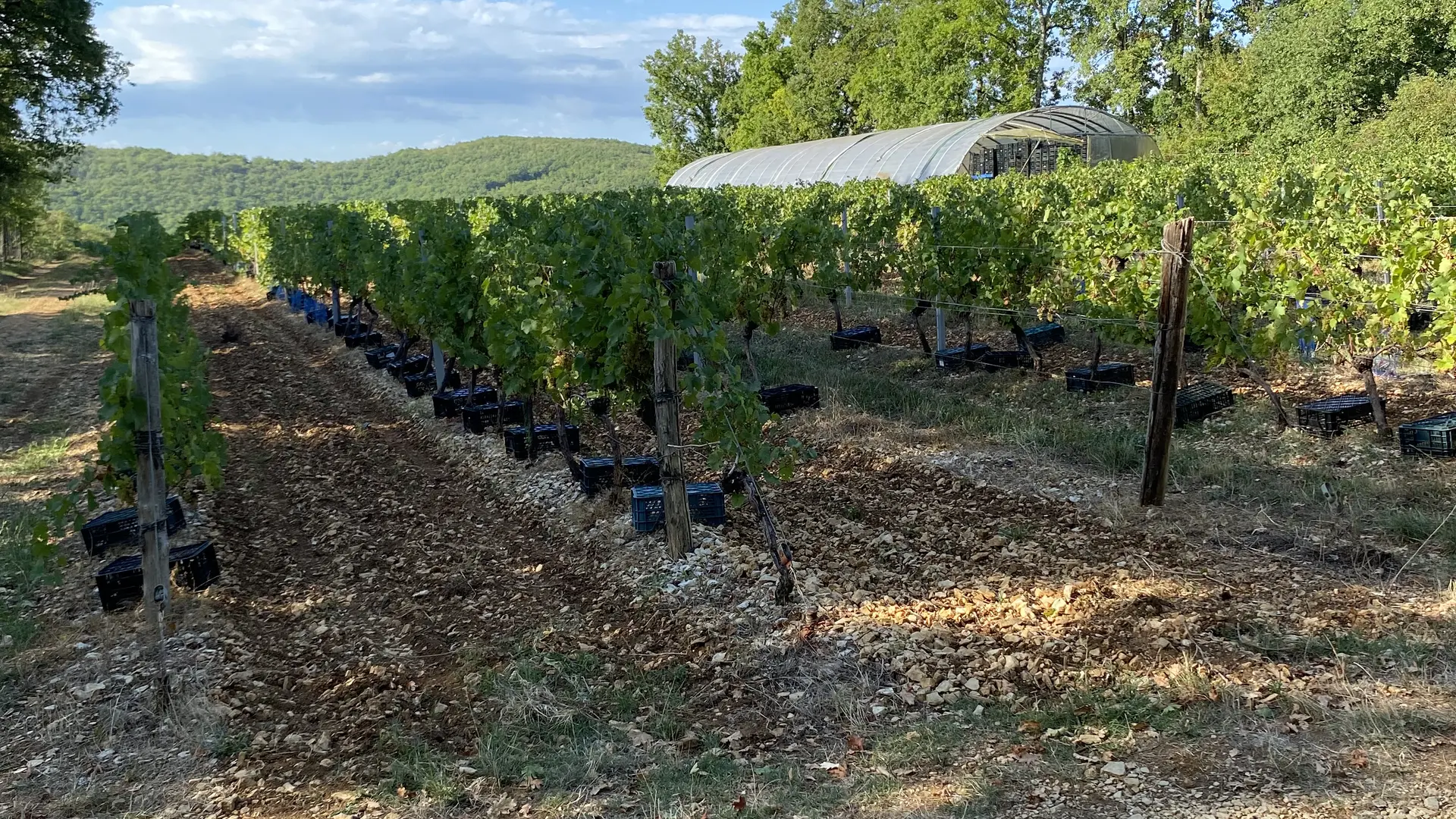 Vignoble Les Claies de Maillol