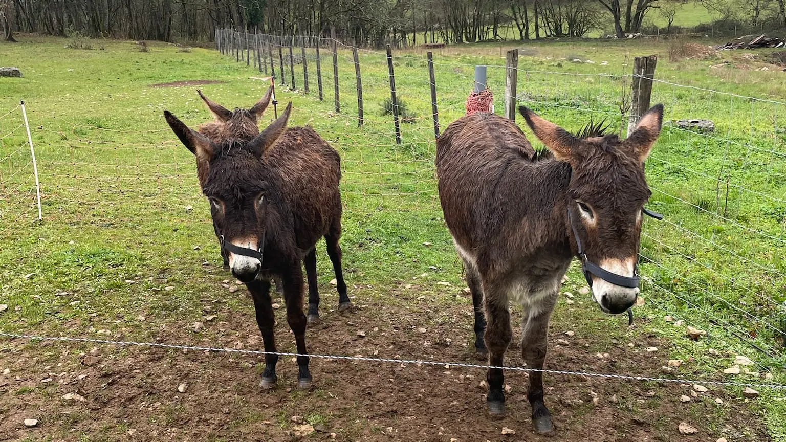Les ânes du Safari de Saint Cirq Lapopie