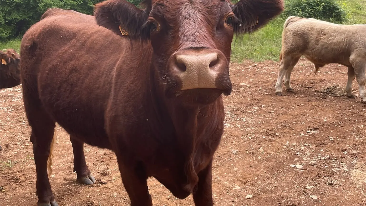 KIRI, Salers du Safari