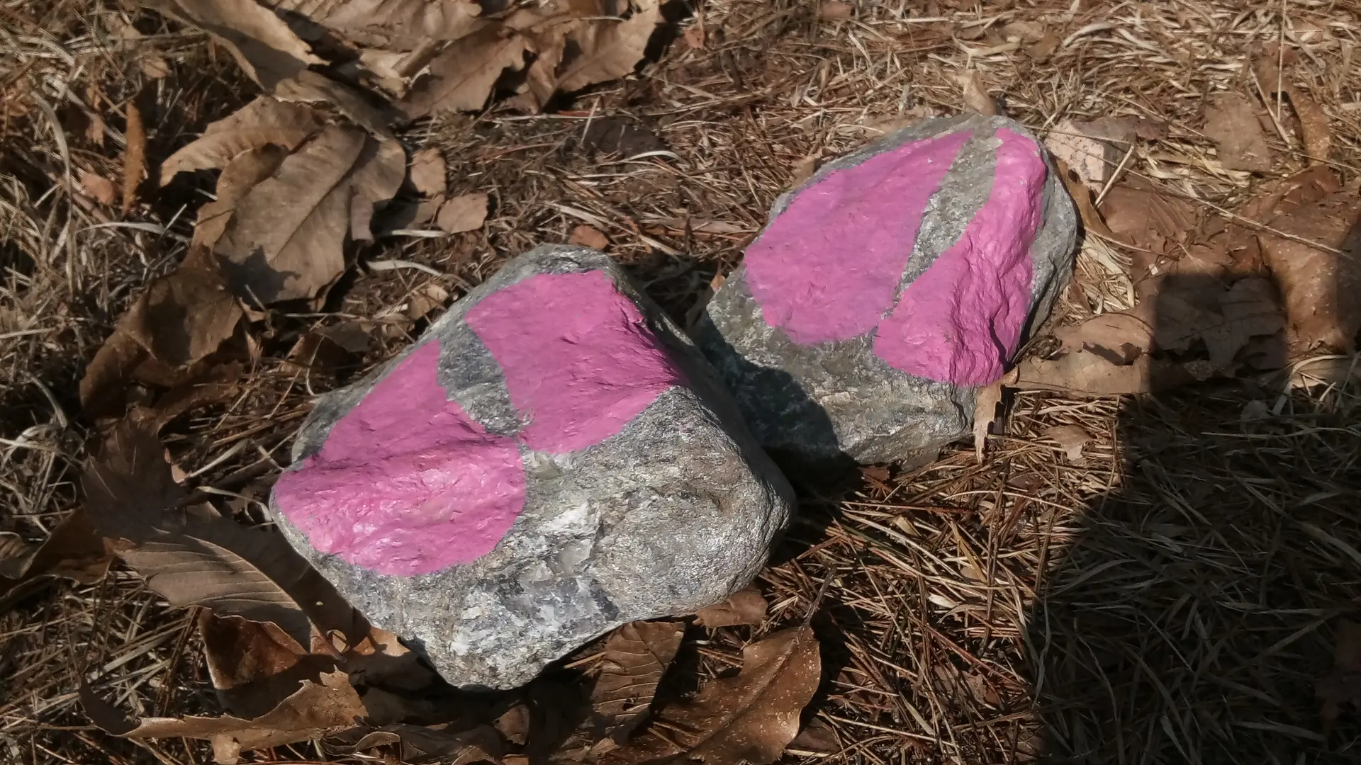 Sente aux cochons Neuville Copy