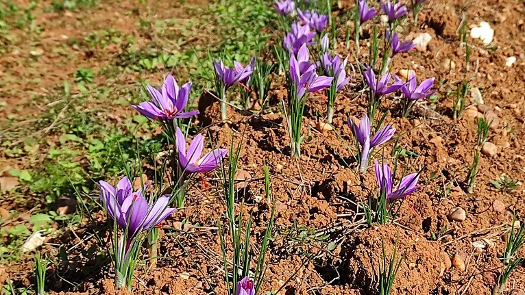 Les Jardins du Mas de Greil