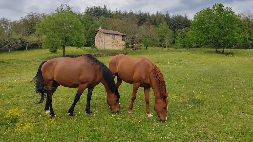 Pré avec Chevaux