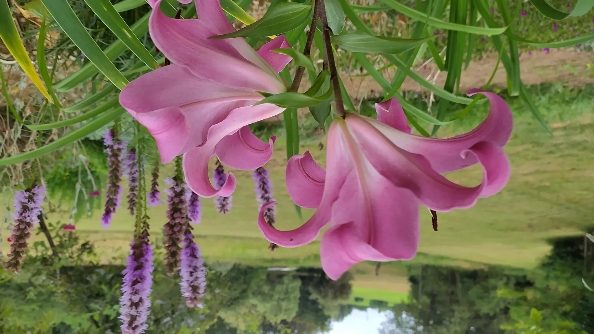 Jardin en été