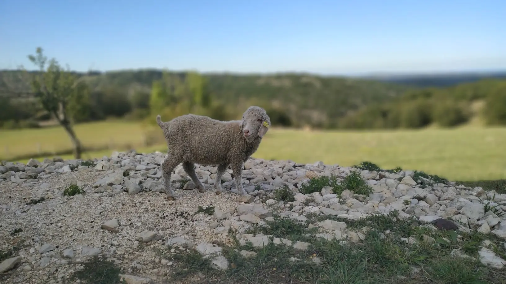 La chèvre Angora