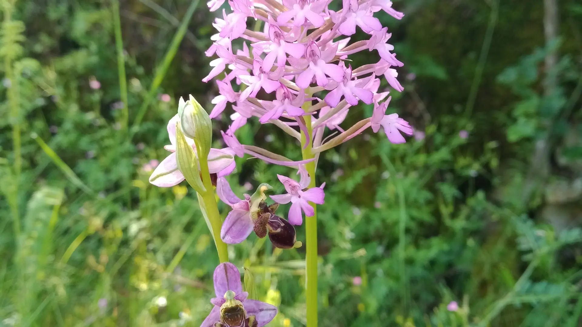 Orchidées