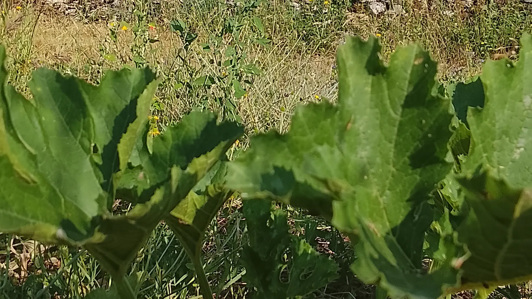 Le potager