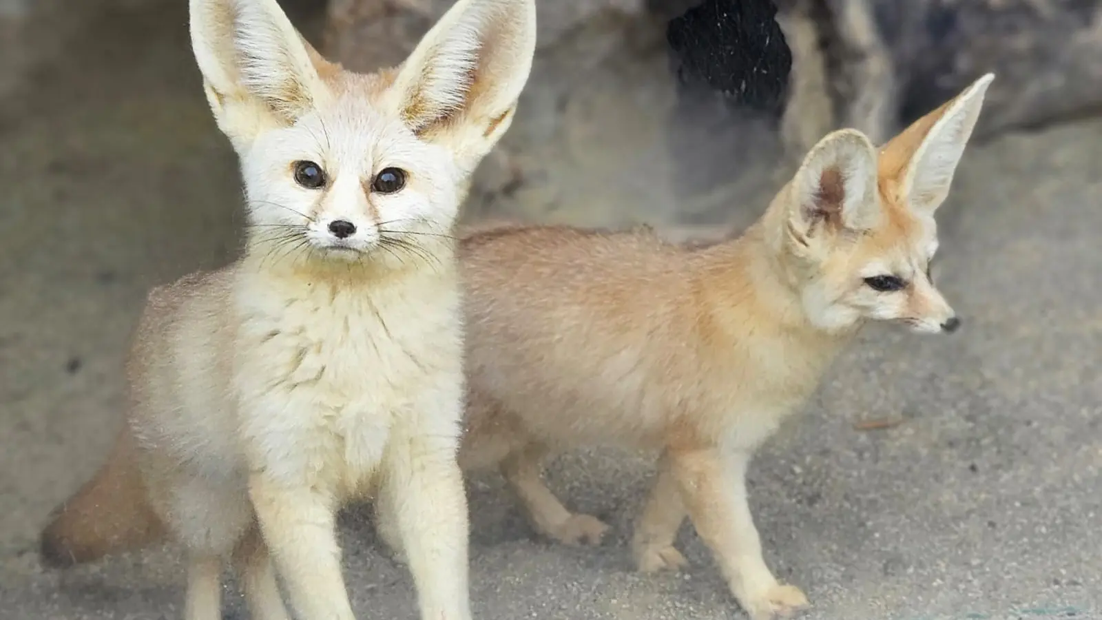 Nos Fennecs