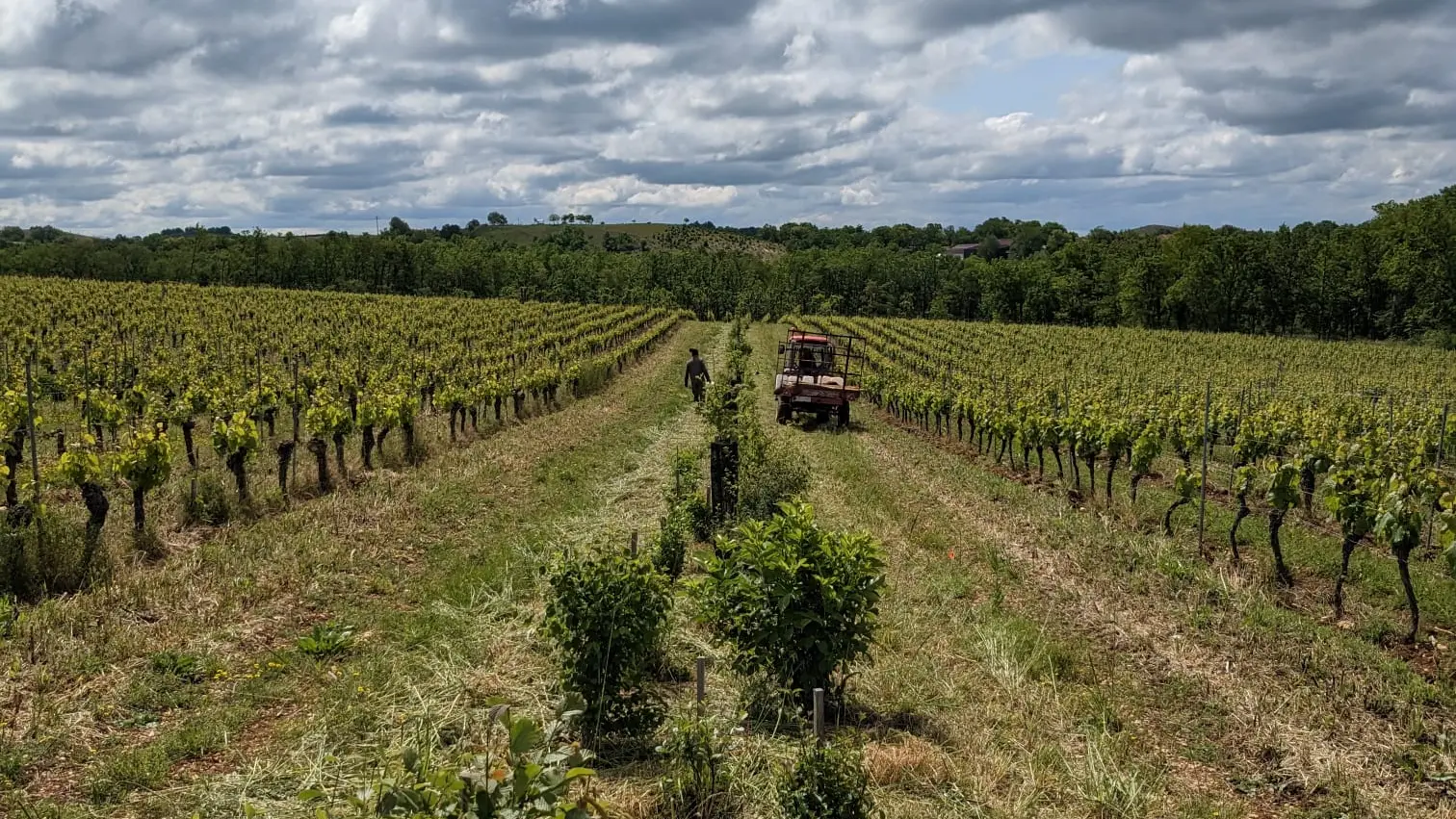 Haie plantée - agroforesterie