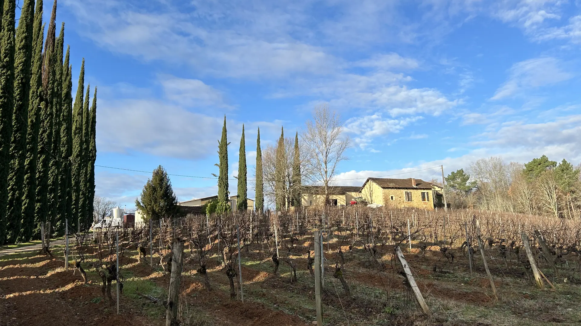 Vigne devant les bâtiments d'exploitation