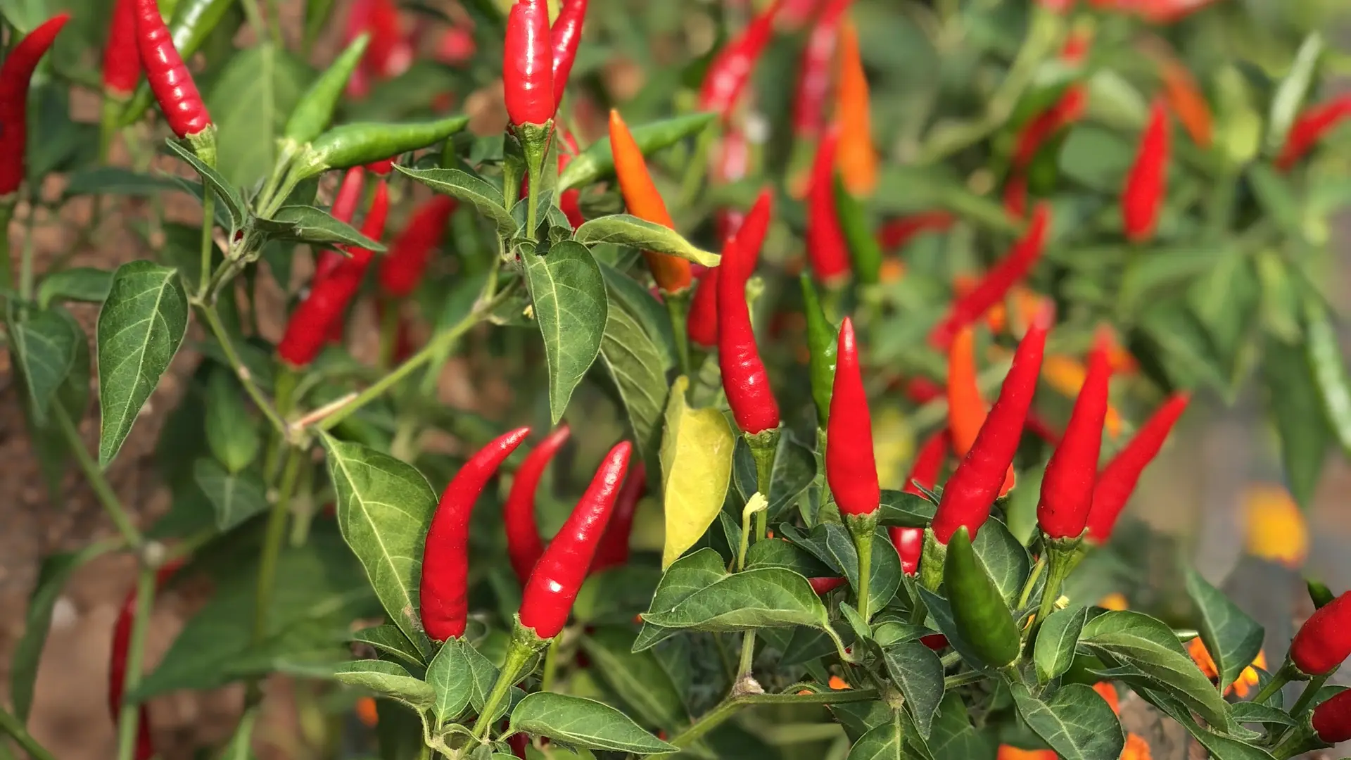 chilli plants underground garden