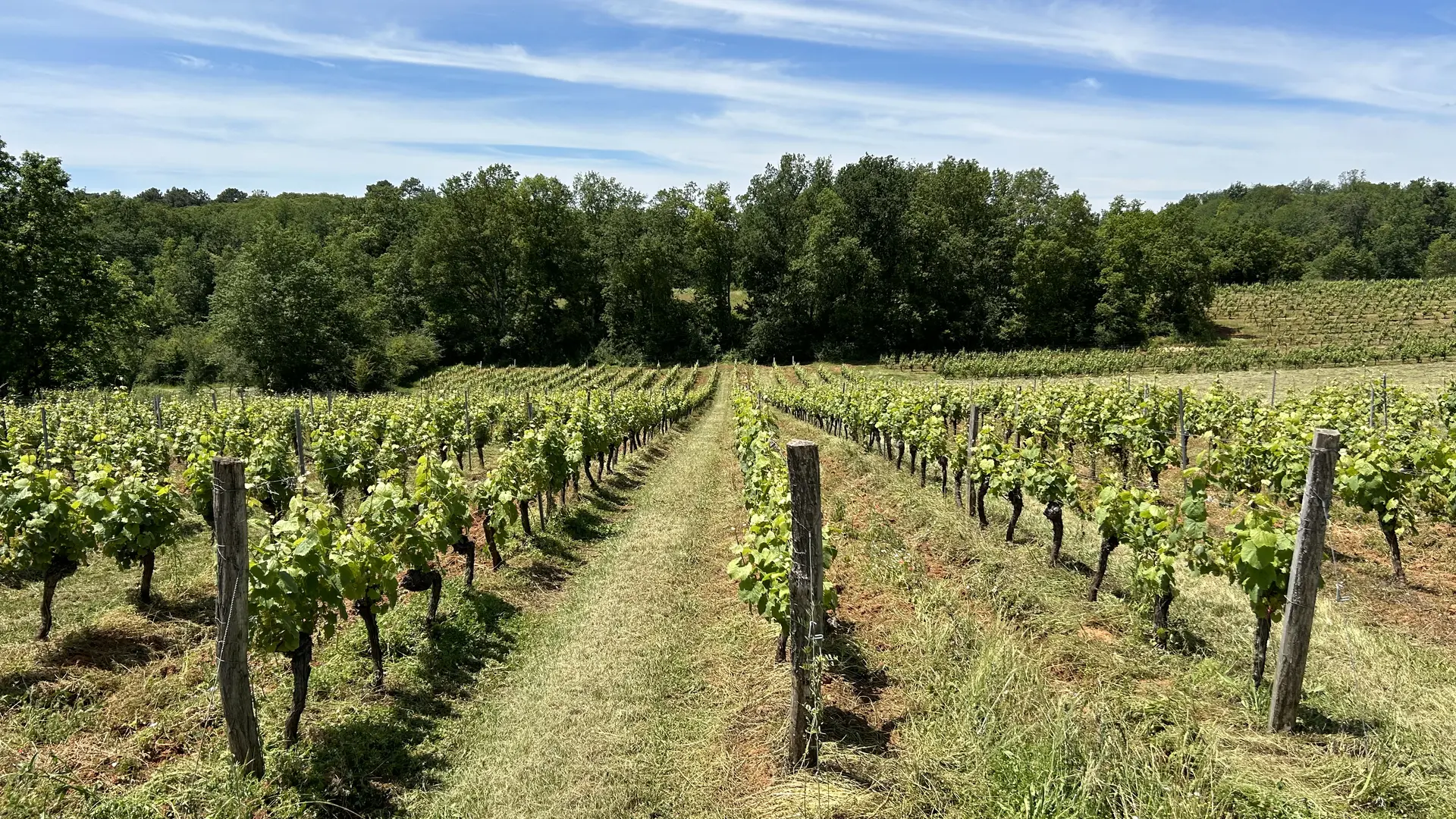 Une de nos vignes. Notre vignoble est conduit en bio