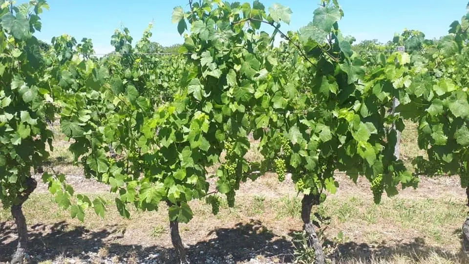 Visite dans la vigne