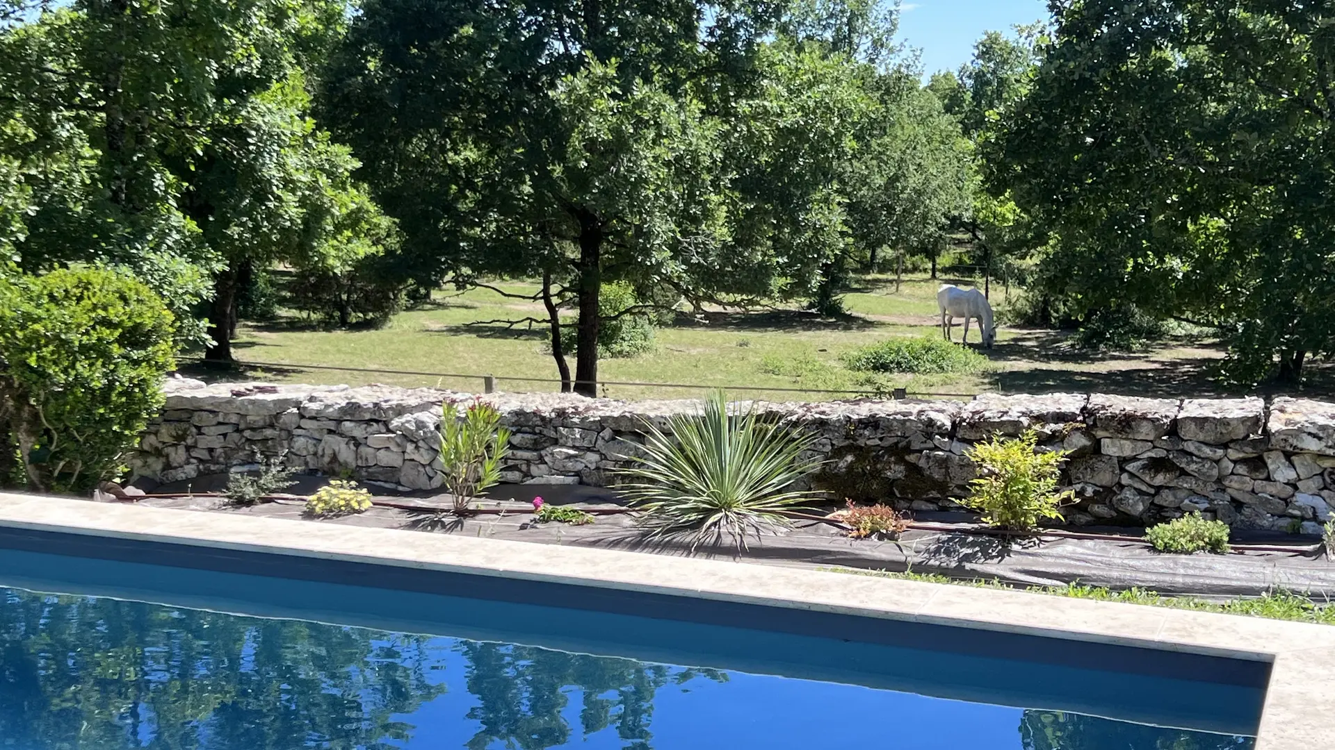 Piscine chauffée avec vue sur les chevaux