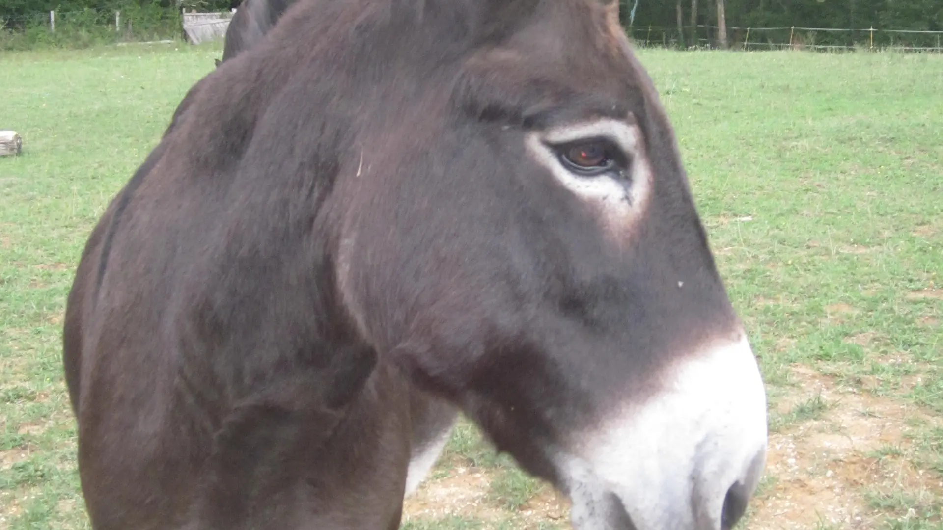 Caramel la Mascotte des Plaines