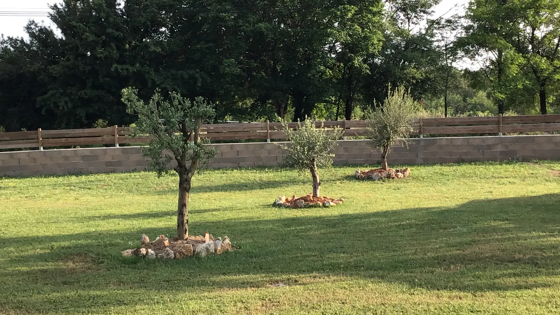 vue jardin sur oliviers