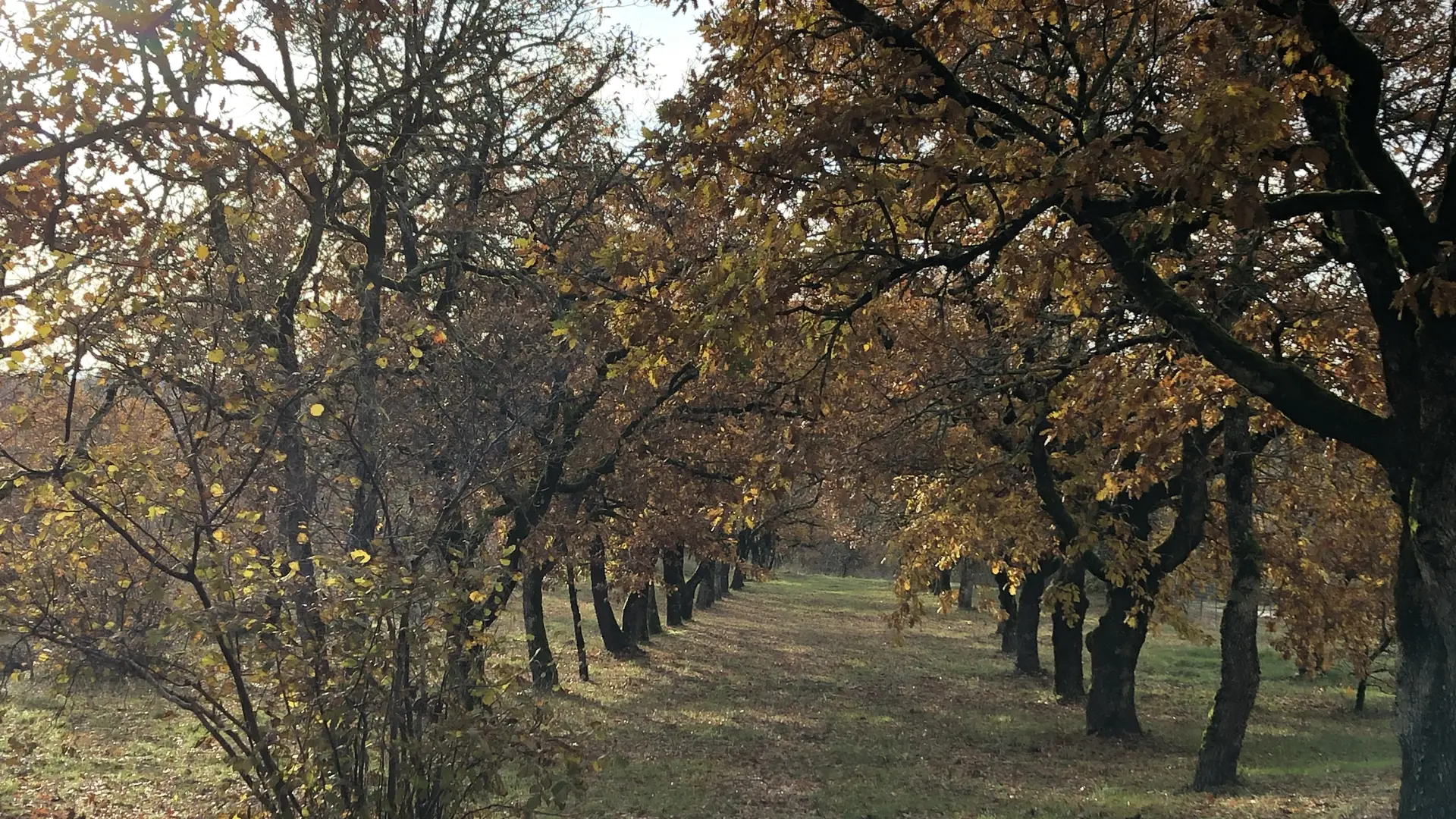 Partie boisée du terrain