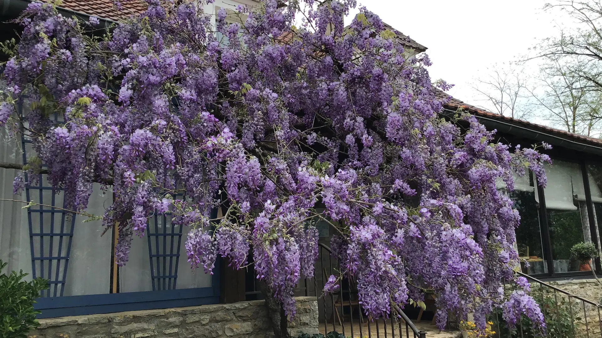 magnifique glycine