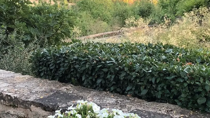 une vue de la terrasse