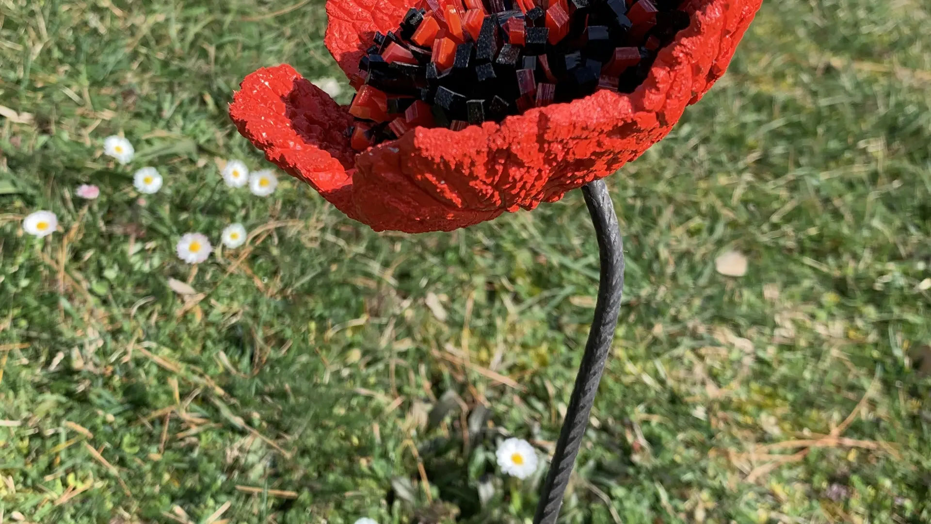 coquelicot