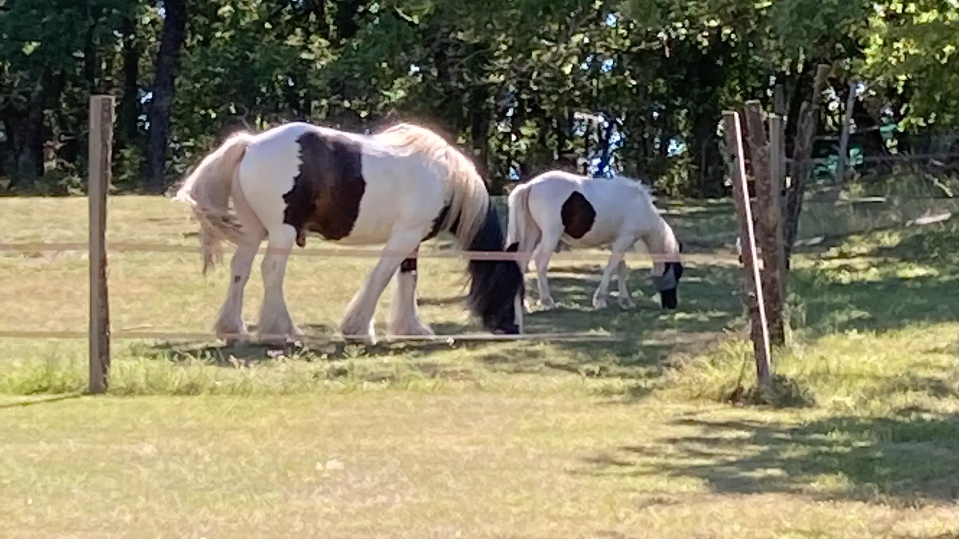 Les chevaux