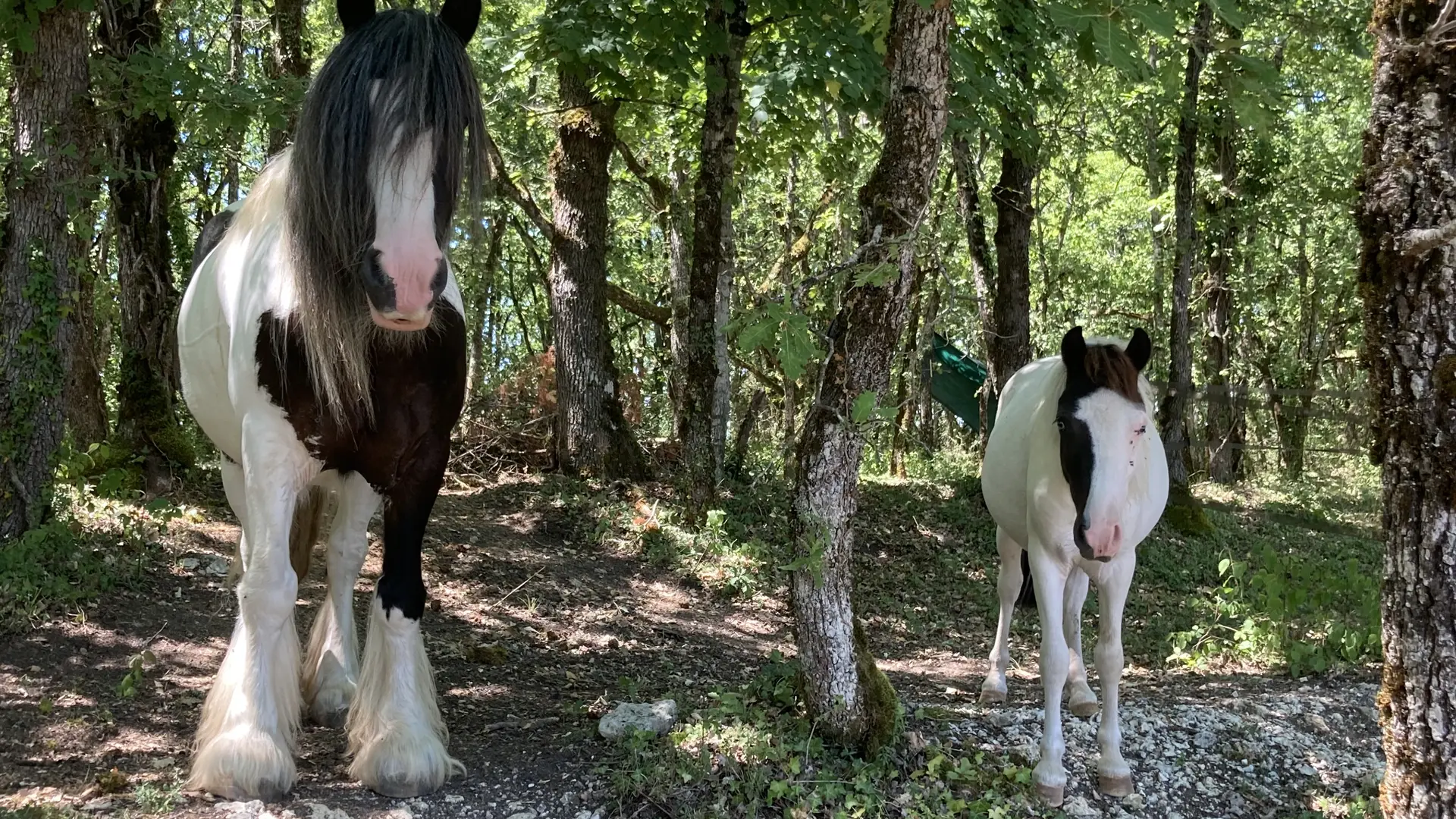 les chevaux