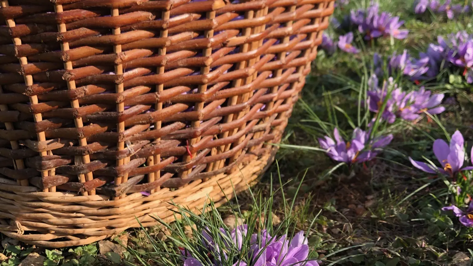 Fleurs de crocus savitus