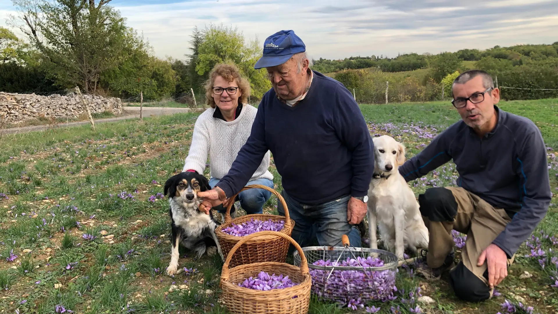 Equipe des ramasseurs dans la safranière