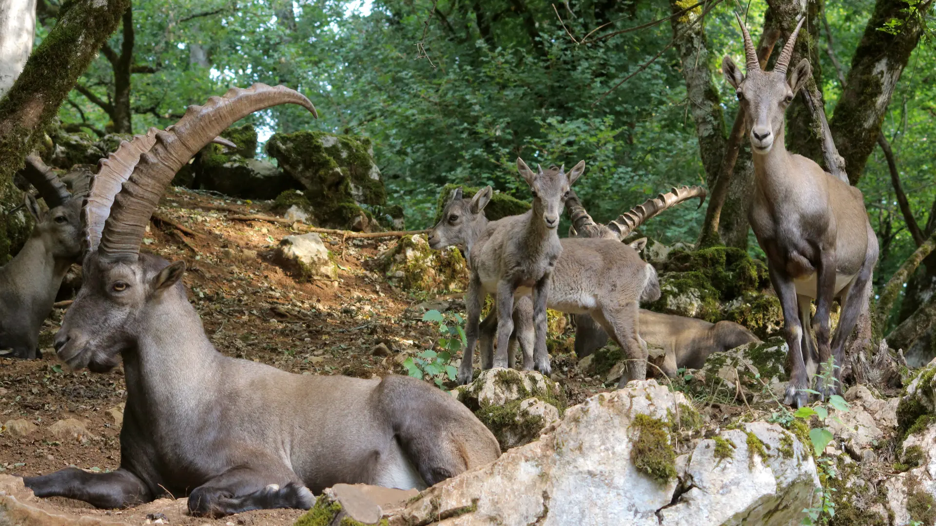 Bouquetins des Alpes