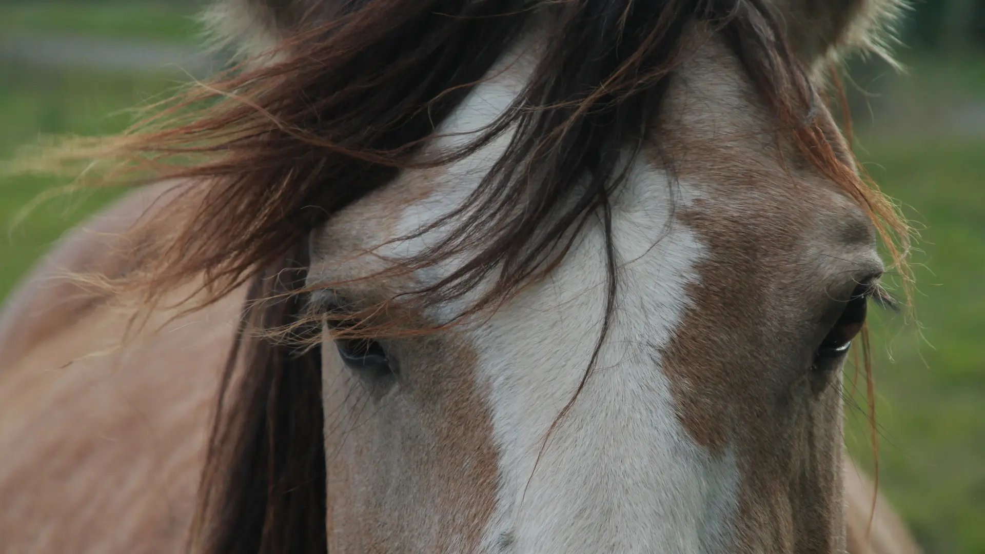 Les chevaux