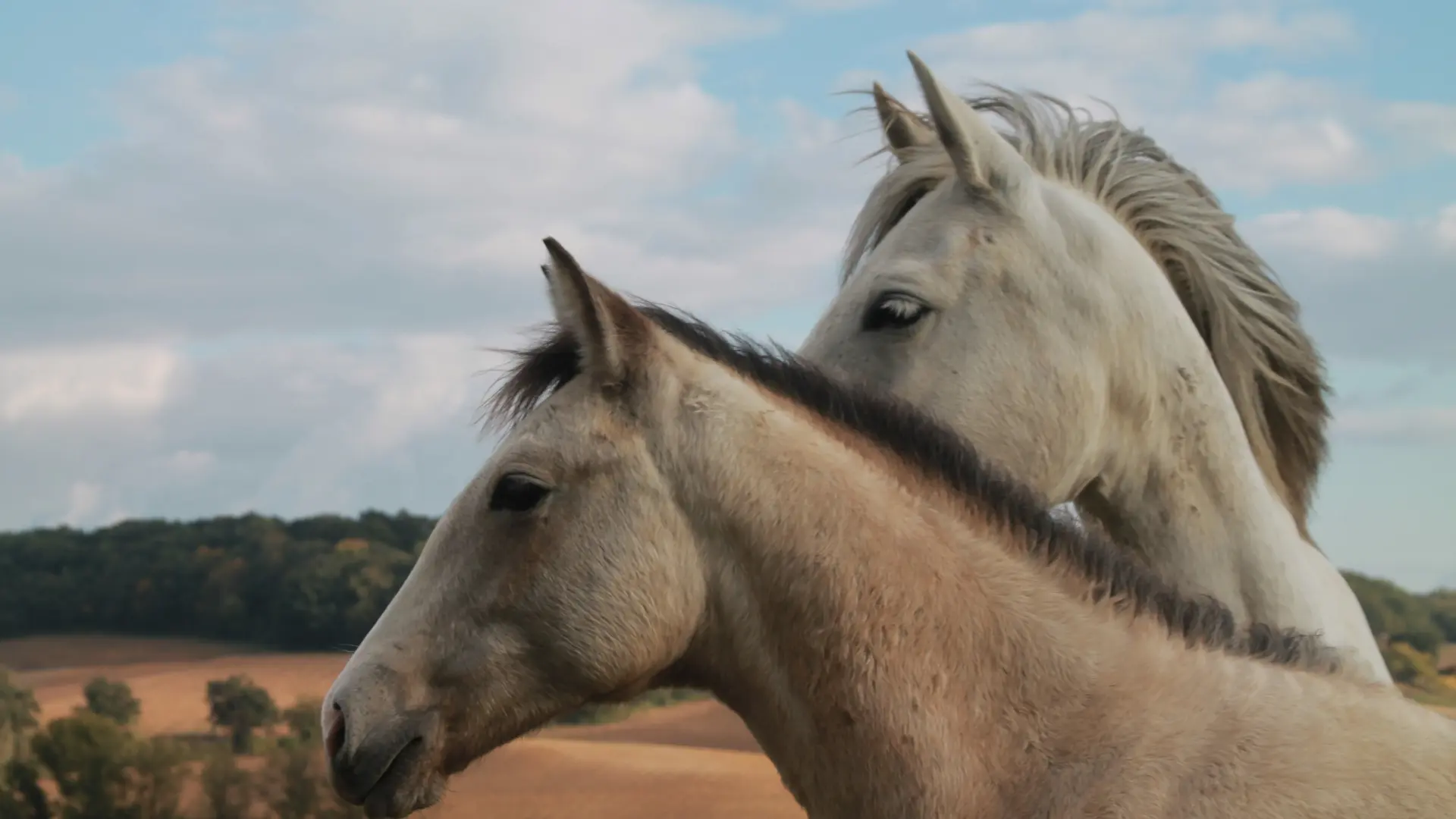 Les chevaux