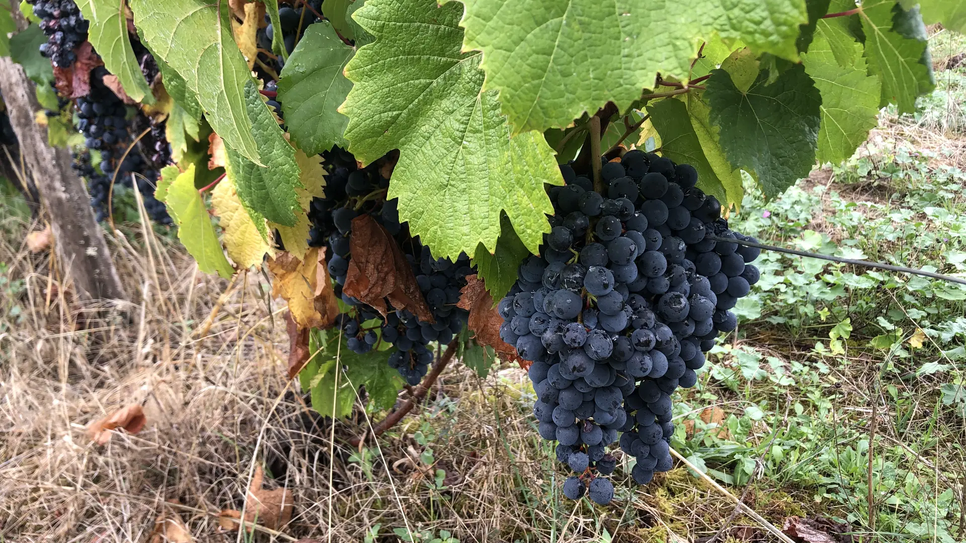 Raisins Malbec à maturité