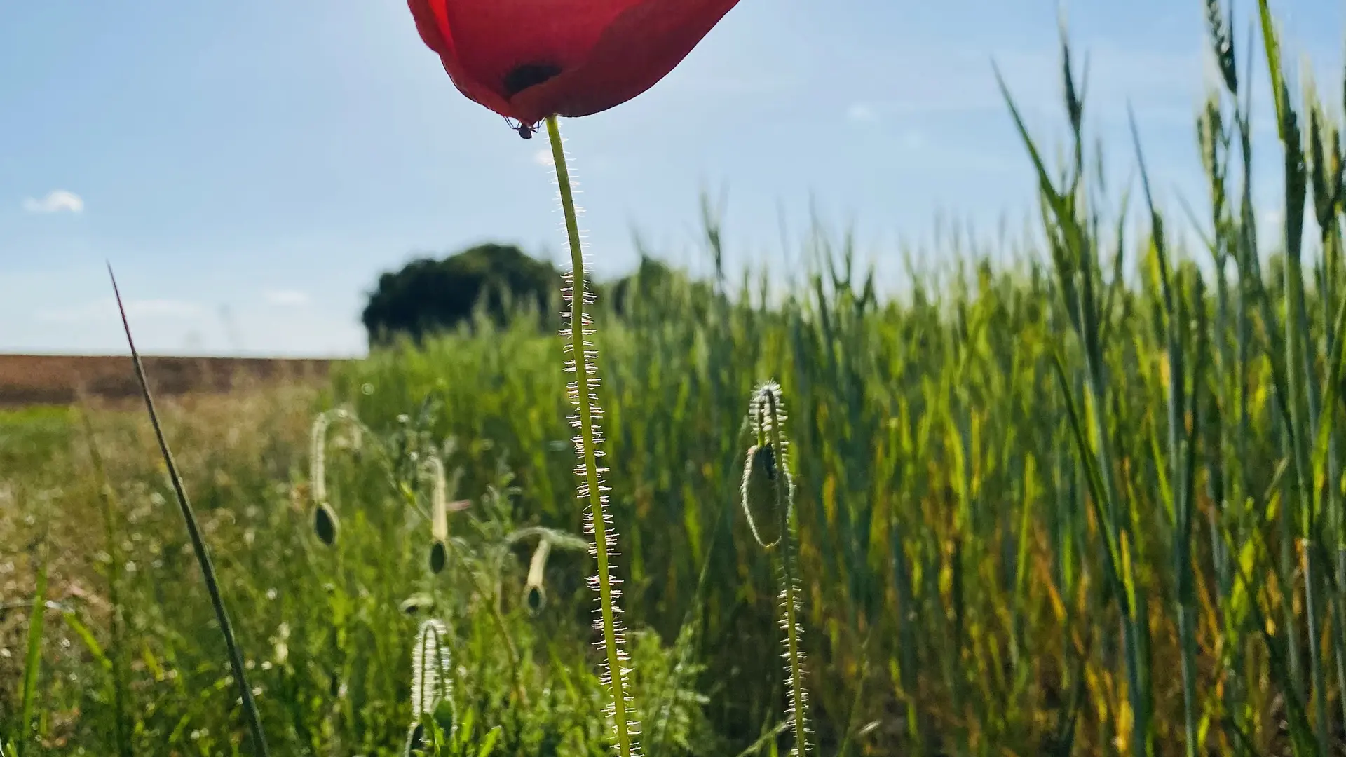 Fleur