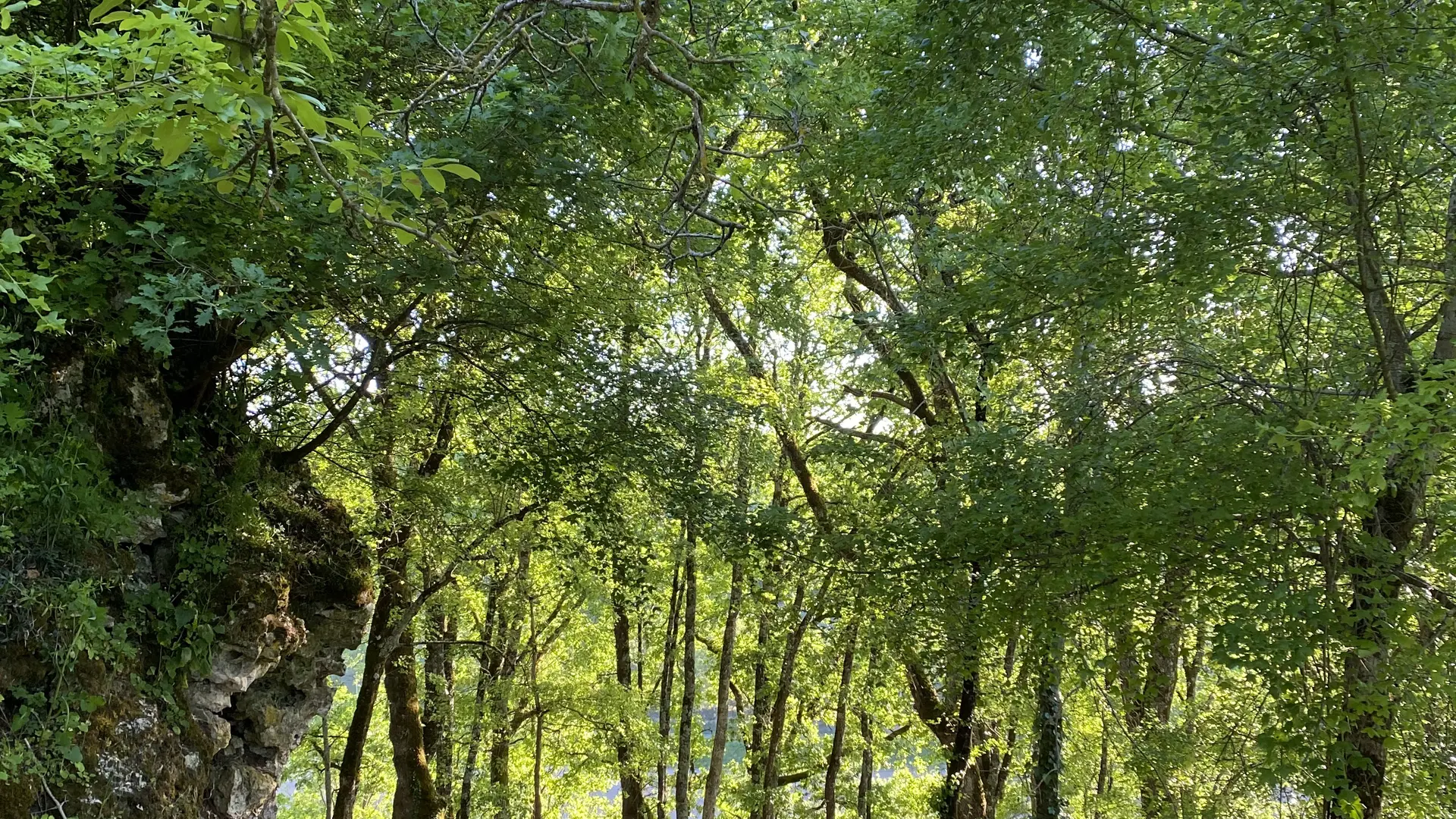 Une randonnée dans la foret