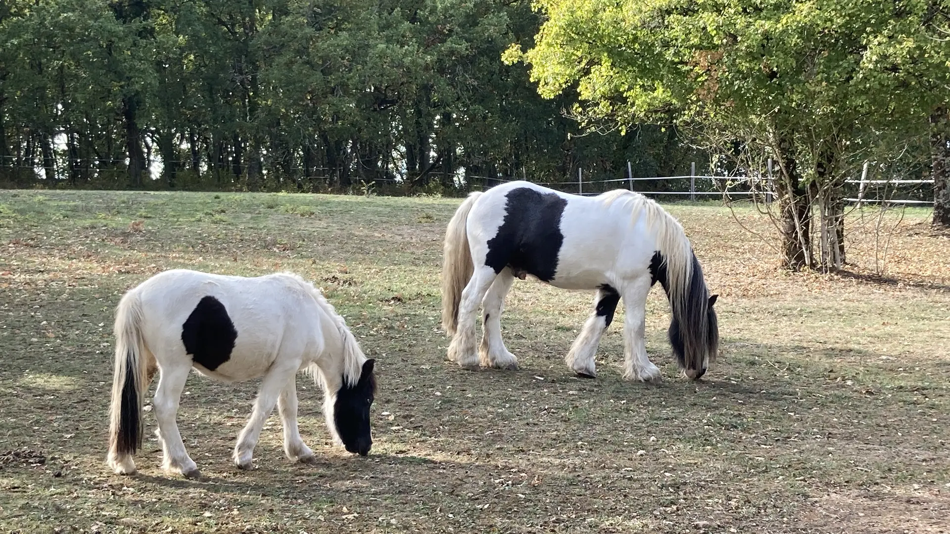 Les chevaux