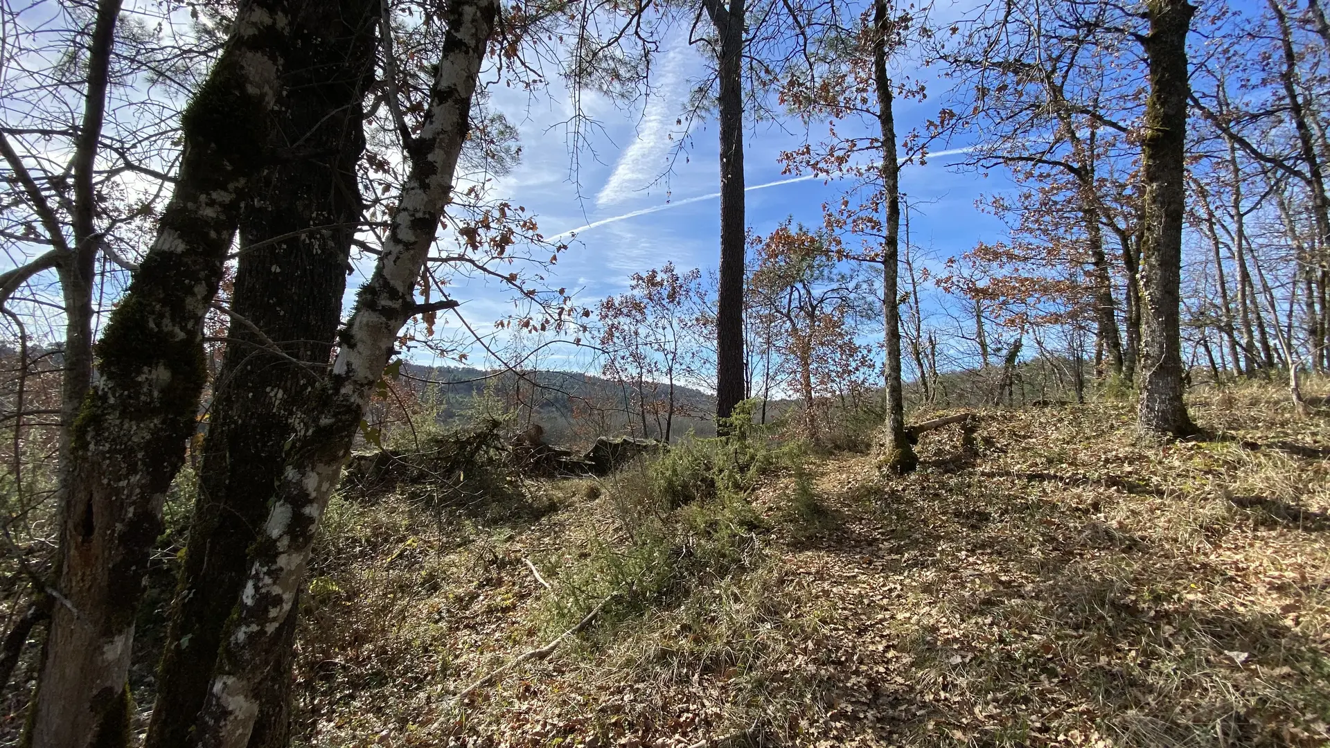 Bois de Poucaty - Poucaty
