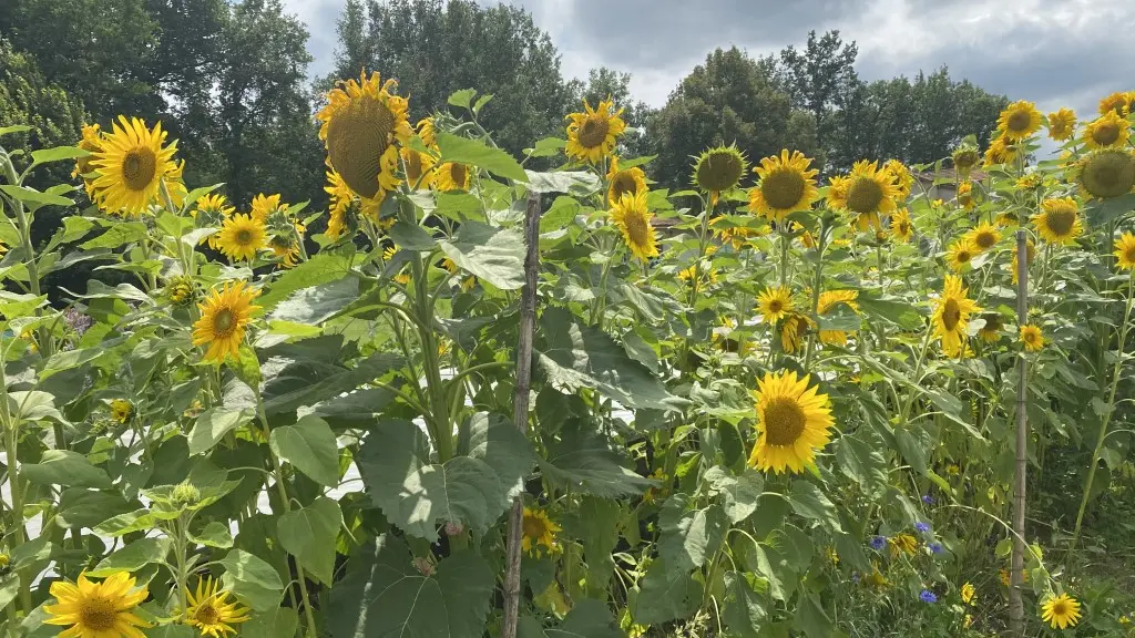 tournesol
