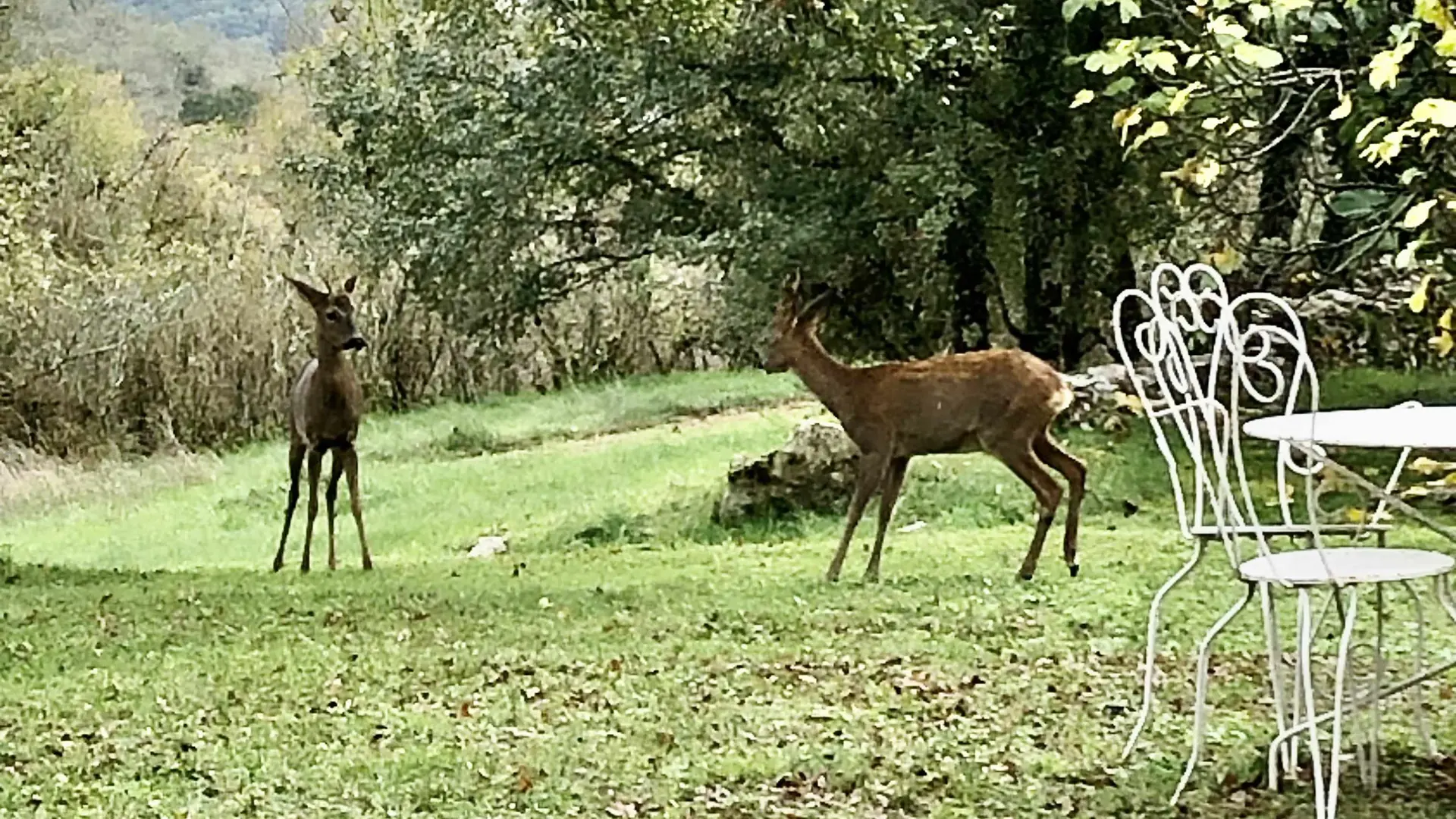 Le jeu des chevreuils dans le parc