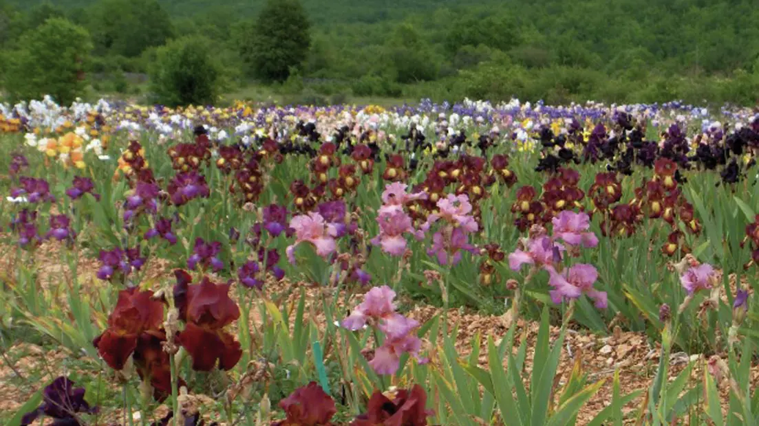 Champs d'Iris