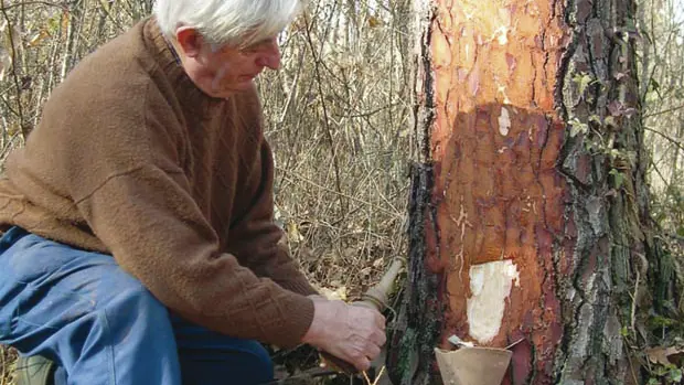 Récolte de Sève