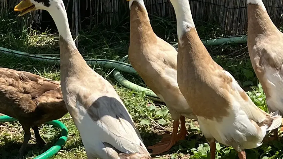 Indian Runner Ducks (1)