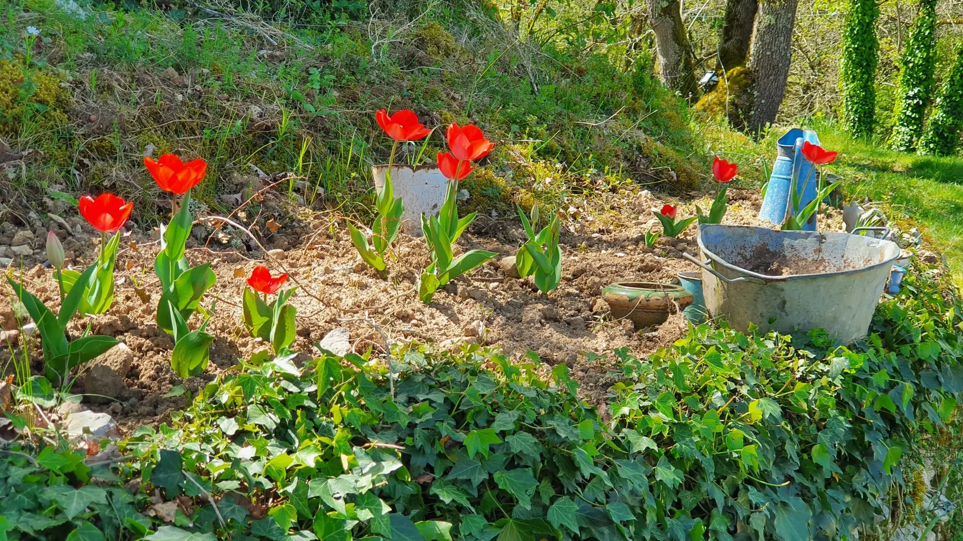 LES TULIPES AU GITE