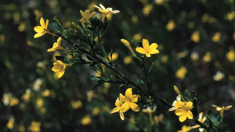 Le Jasmin Sous Arbrisseau