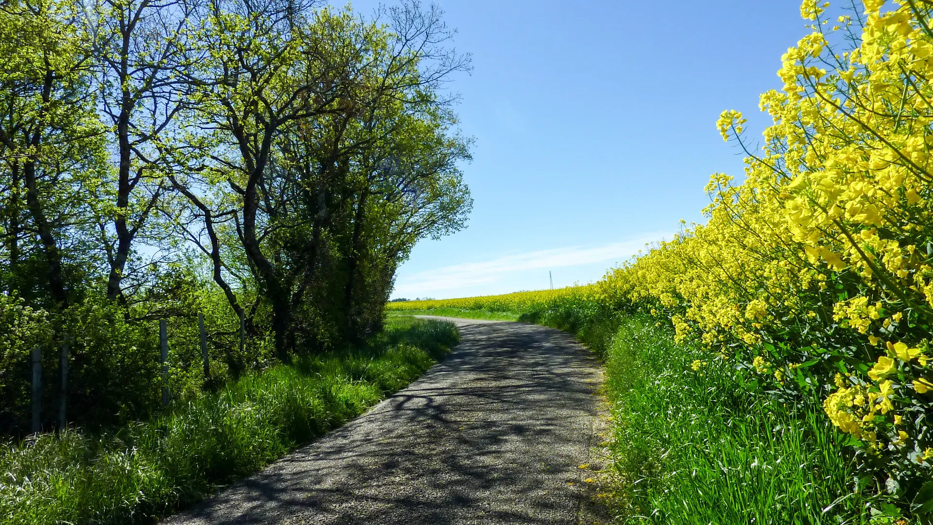 La Combe prionde - Champ de Colza © Lot Tourisme - C. Sanchez