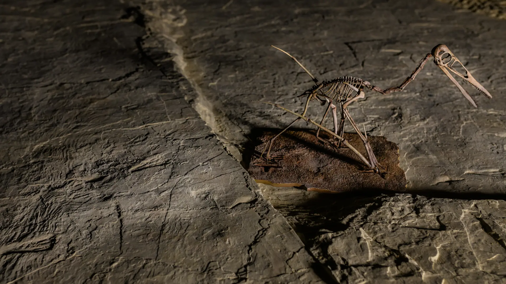 La plage aux ptérosaures © Christian Lauzin (103)