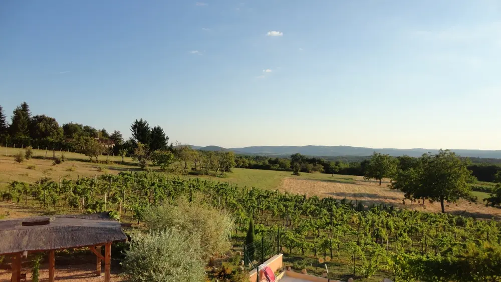 LaVigneDuCausse_vignes